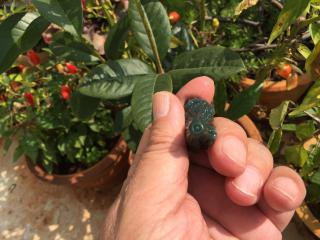 新疆和田玉青玉白菜坠子